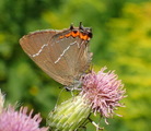 Almestjertvinge (Satyrium w-album)