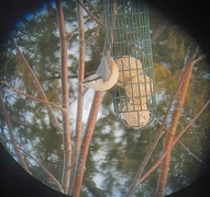 Nuthatch (Sitta europaea)