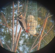Great Spotted Woodpecker (Dendrocopos major)