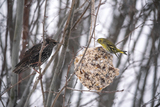 Stær (Sturnus vulgaris)