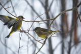 Grønnfink (Carduelis chloris)