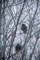 Stær (Sturnus vulgaris)