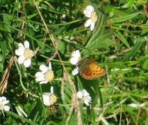 Scarce Copper (Lycaena virgaureae)