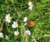 Oransjegullvinge (Lycaena virgaureae)