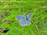 Tiriltungeblåvinge (Polyommatus icarus)