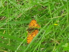 Small Pearl-bordered Fritillary (Boloria selene)