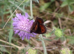 Fløyelsringvinge (Erebia ligea)