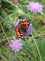 Neslesommerfugl (Aglais urticae)