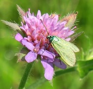 Forester (Adscita statices)