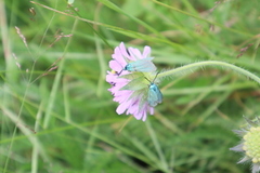 Forester (Adscita statices)