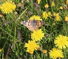 Tistelsommerfugl (Vanessa cardui)