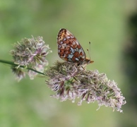 Small Pearl-bordered Fritillary (Boloria selene)