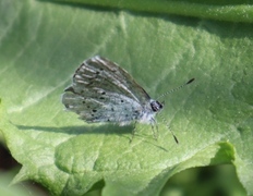 Vårblåvinge (Celastrina argiolus)