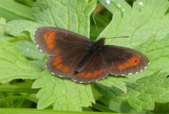 Arran Brown (Erebia ligea)