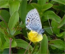 Cranberry Blue (Plebejus optilete)