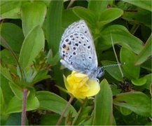 Myrblåvinge (Plebejus optilete)