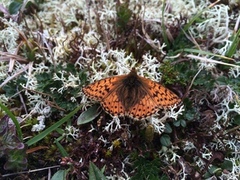 Fjellperlemorvinge (Boloria napaea)