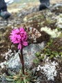 Fjellperlemorvinge (Boloria napaea)