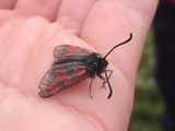 Fjellbloddråpesvermer (Zygaena exulans)