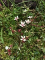 Stjernesildre (Saxifraga stellaris)