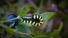 Orekveldfly (Acronicta alni)