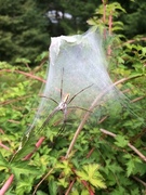 Nursery web spider (Pisaura mirabilis)