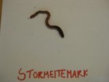Stormeitemark (Lumbricus terrestris)