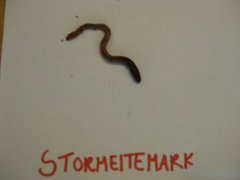 Stormeitemark (Lumbricus terrestris)