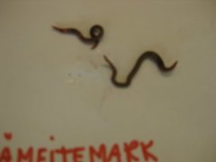 Meitemark (Lumbricidae)
