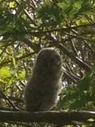 Tawny Owl (Strix aluco)