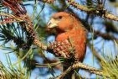 Parrot Crossbill (Loxia pytyopsittacus)