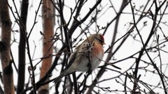 Arctic Redpoll (Acanthis hornemanni)