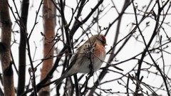 Polarsisik (Carduelis hornemanni)