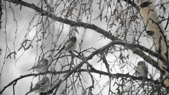 Polarsisik (Carduelis hornemanni)