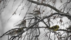 Arctic Redpoll (Acanthis hornemanni)