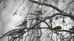 Polarsisik (Carduelis hornemanni)