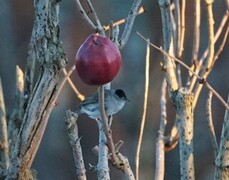 Blackcap (Sylvia atricapilla)
