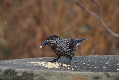 Nutcracker (Nucifraga caryocatactes)