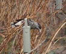 Nutcracker (Nucifraga caryocatactes)