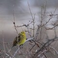 Gulspurv (Emberiza citrinella)