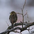 Gulspurv (Emberiza citrinella)