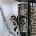 Pilfink (Passer montanus)