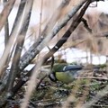 Kjøttmeis (Parus major)