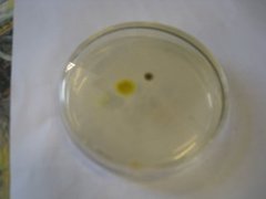 Alternaria