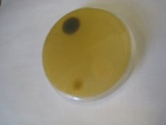 Penicillium