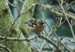 Chaffinch (Fringilla coelebs)