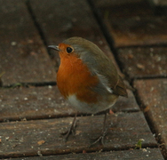 Rødstrupe (Erithacus rubecula)