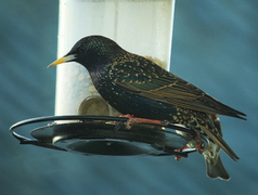 Stær (Sturnus vulgaris)