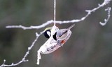 Svartmeis (Periparus ater)