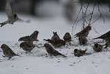 Gråsisik (Carduelis flammea)